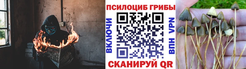 Псилоцибиновые грибы Cubensis  Красавино 